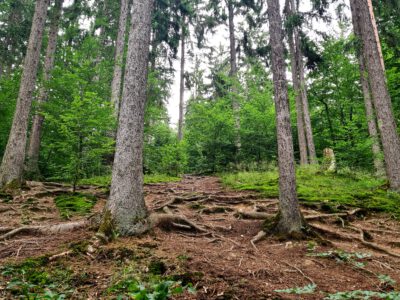 Nationalpark Eifel erleben